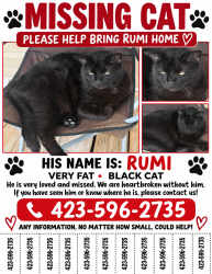 Lost Male Cat last seen Rossville blvd, Rossville, GA 30741