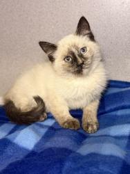 Shelter Stray Female Cat last seen Near W 1800 N, Clinton, UT 84015, USA, 1422 E 600 N, Fruit Heights, UT 84037, USA