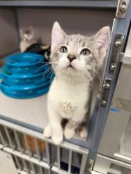 Shelter Stray Female Cat last seen Near W 1800 N, Clinton, UT 84015, USA, 1422 E 600 N, Fruit Heights, UT 84037, USA