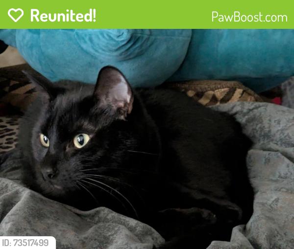 Reunited Male Cat last seen Anorth Fremont and 205th, Shoreline, WA 98133