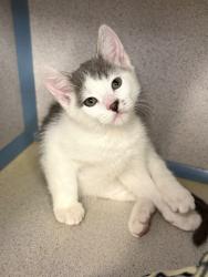 Shelter Stray Male Cat last seen Near W 1800 N, Clinton, UT 84015, USA, 1422 E 600 N, Fruit Heights, UT 84037, USA
