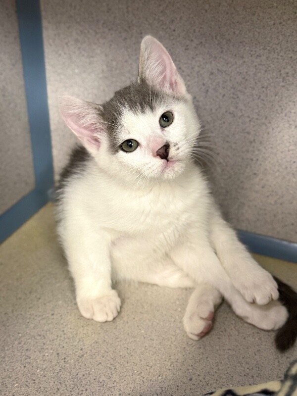 Shelter Stray Male Cat last seen Near W 1800 N, Clinton, UT 84015, USA, 1422 E 600 N, Fruit Heights, UT 84037, USA