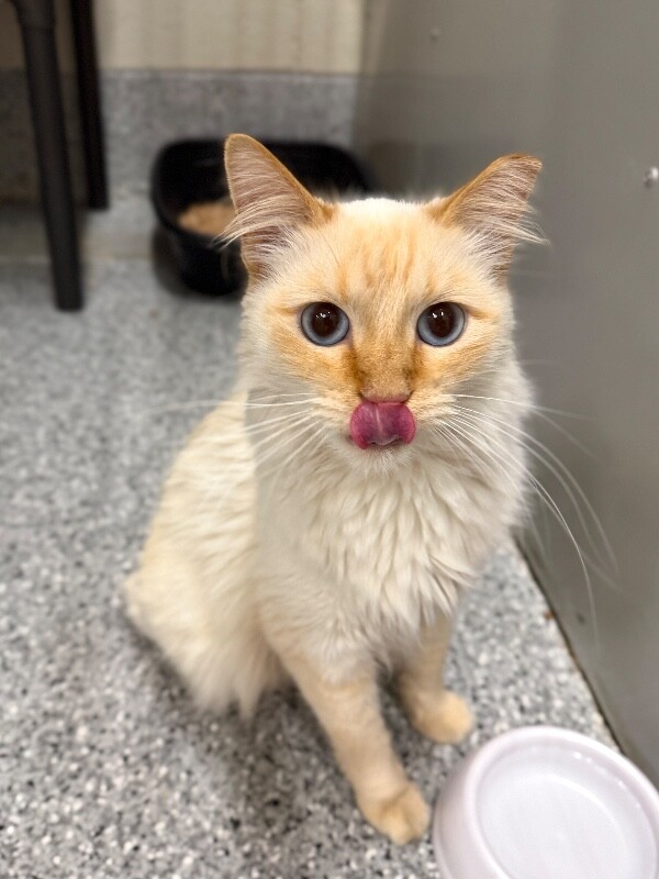 Shelter Stray Male Cat last seen Near State St, Clearfield, UT 84015, USA, 1422 E 600 N, Fruit Heights, UT 84037, USA