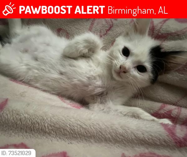Lost Male Cat last seen Lawson road, Birmingham, AL 35215