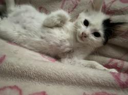 Lost Male Cat last seen Lawson road, Birmingham, AL 35215