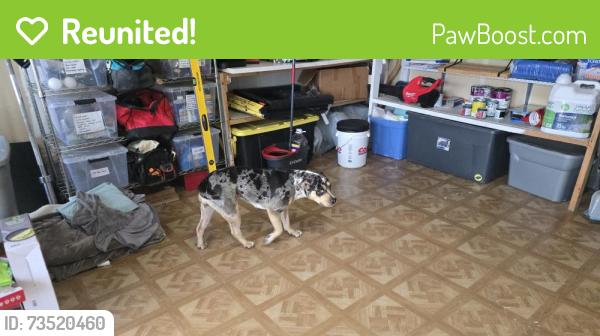 Reunited Female Dog last seen Near SE La Mesa Ave, Gresham, OR 97080