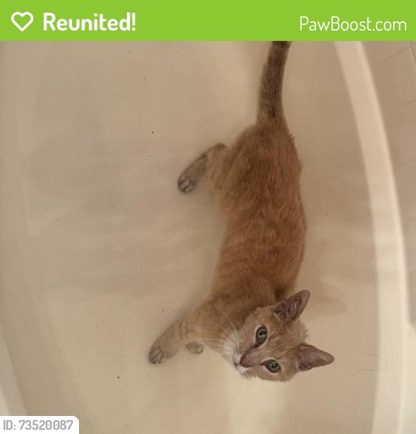 Reunited Male Cat last seen Near Phoenix Cir, Lincoln, CA 95648