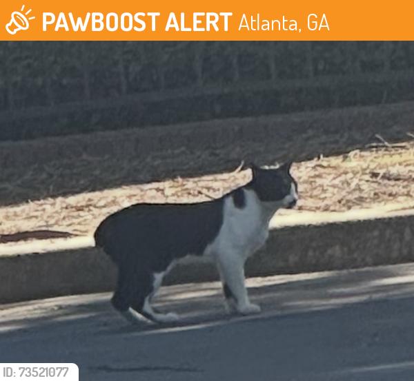 Found/Stray Unknown Cat last seen Adina Dr and Lindbergh Dr, Atlanta, GA 30324