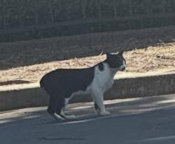 Found/Stray Unknown Cat last seen Adina Dr and Lindbergh Dr, Atlanta, GA 30324