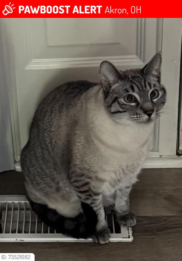 Lost Male Cat last seen Copley Rd and Jacoby, Akron, OH 44321
