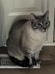 Lost Male Cat last seen Copley Rd and Jacoby, Akron, OH 44321