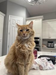 Reunited Male Cat last seen Teague/Fowler, Clovis, CA 93619