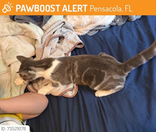 Found/Stray Male Cat last seen Gloucester Ave and Trevillian St, Pensacola, FL 32505