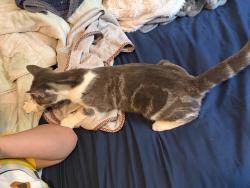 Found/Stray Male Cat last seen Gloucester Ave and Trevillian St, Pensacola, FL 32505