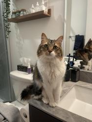 Lost Male Cat last seen St Mary’s Rd near RBC bank, Winnipeg, MB 