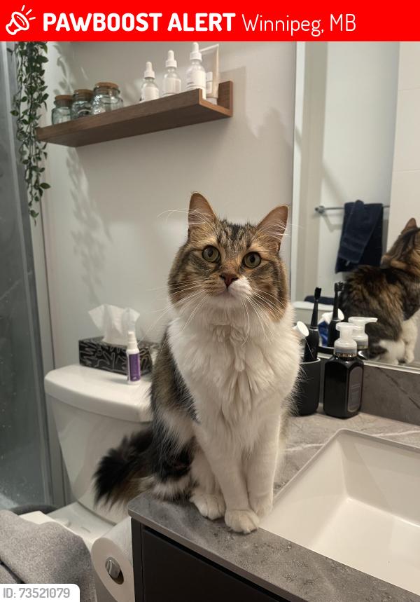 Lost Male Cat last seen St Mary’s Rd near RBC bank, Winnipeg, MB 