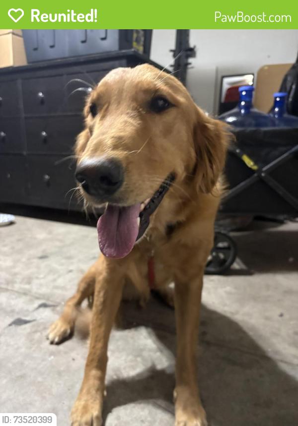 Reunited Female Dog last seen South 25th Lane & West Burgess Lane, Phoenix, AZ 85041, USA, Phoenix, AZ 85041