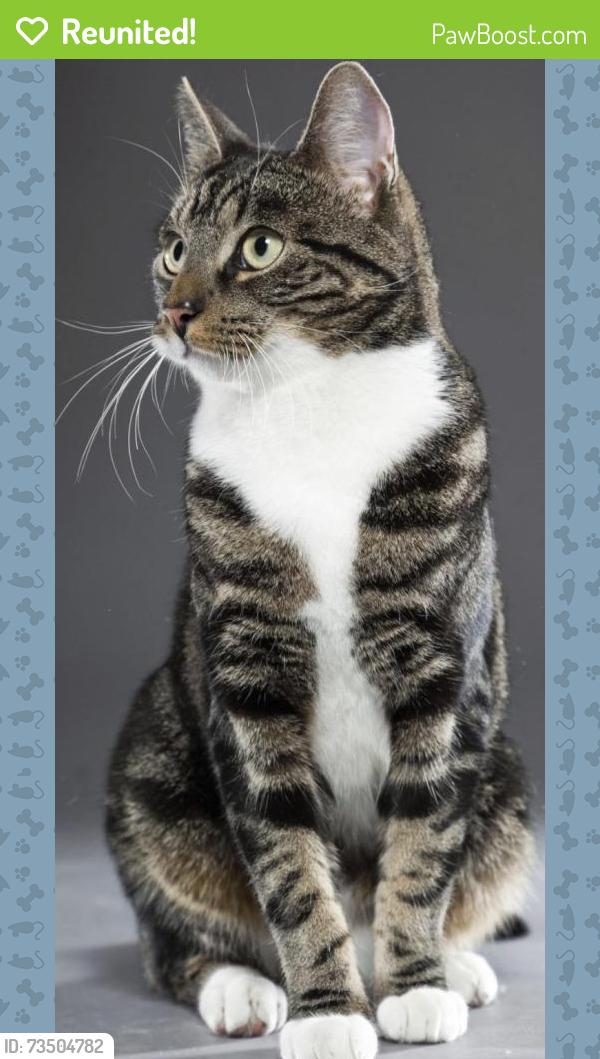 Reunited Male Cat last seen Altona forest, Pickering, ON L1L 0A6