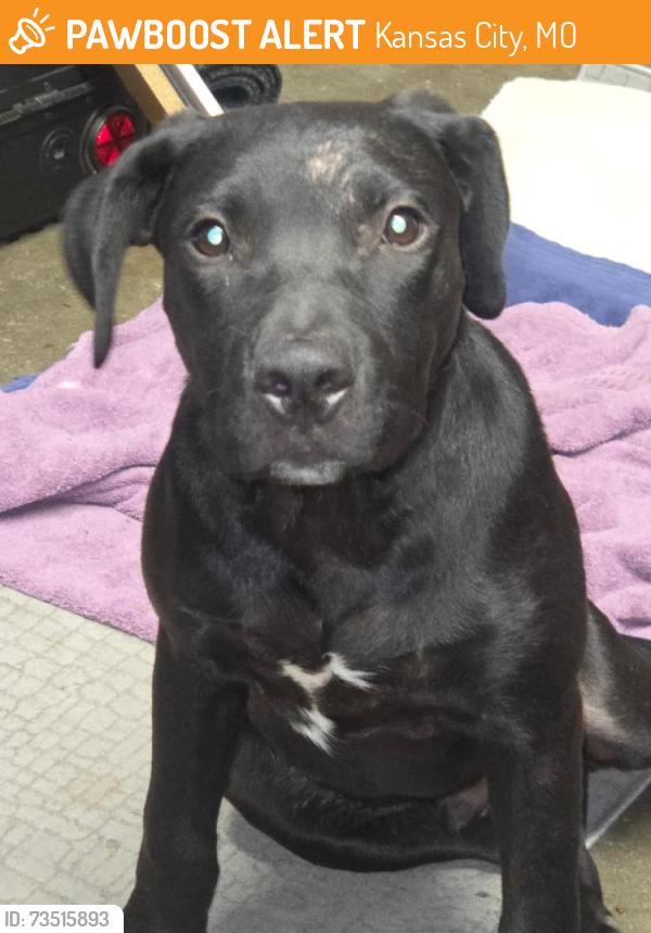 Found/Stray Male Dog last seen Longview rd, Kansas City, MO 64134