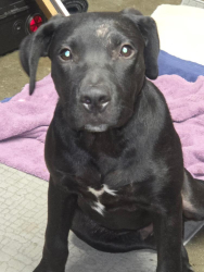 Found/Stray Male Dog last seen Longview rd, Kansas City, MO 64134