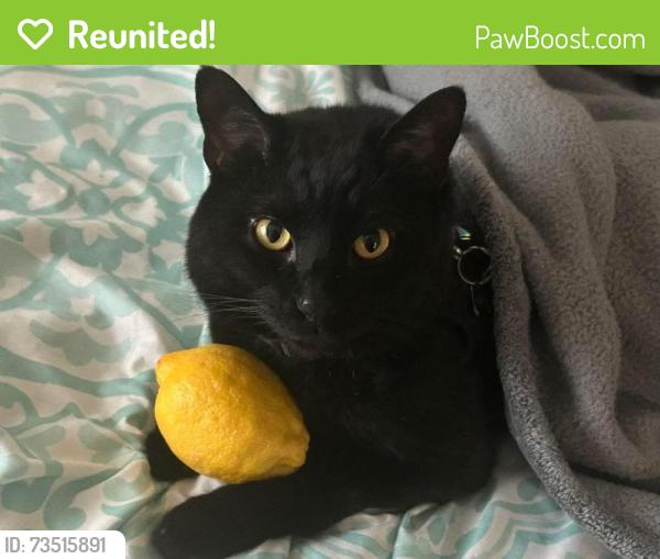 Reunited Male Cat last seen 5th and magnolia, Yuma, AZ 85364