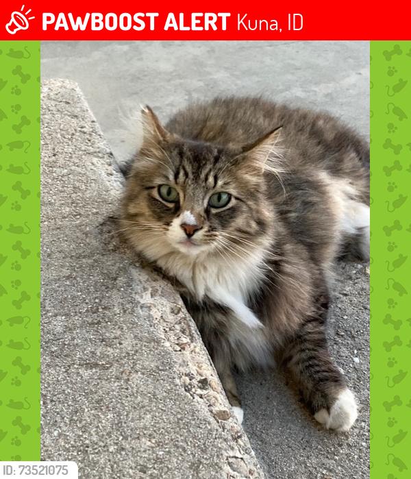 Lost Male Cat last seen Columbia and Linder roads north of Kuna, Kuna, ID 83642