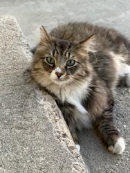 Lost Male Cat last seen Columbia and Linder roads north of Kuna, Kuna, ID 83642