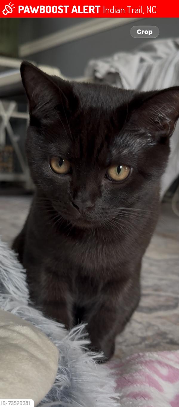 Lost Male Cat last seen At the Forrest near my hse, Indian Trail, NC 28104