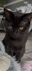 Lost Male Cat last seen At the Forrest near my hse, Indian Trail, NC 28104