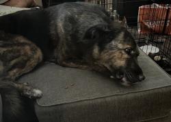 Lost Male Dog last seen North plano road, Garland, TX 75042