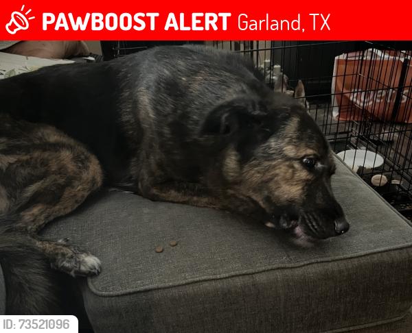 Lost Male Dog last seen North plano road, Garland, TX 75042