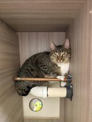 Reunited Male Cat last seen On Stephanie street at hunt club apmts, Tigard, OR 97224
