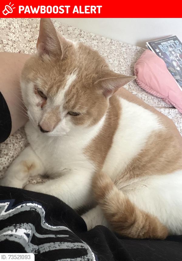 Lost Male Cat last seen Lion Country Kia, College Township, PA 16801