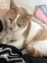 Lost Male Cat last seen Lion Country Kia, College Township, PA 16801