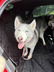 Reunited Female Dog last seen Six mile, Louisville, KY 40220