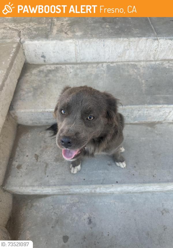 Found/Stray Male Dog last seen S peach ave, Fresno, CA 93727