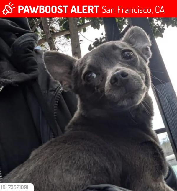 Lost Female Dog last seen Haight st, San Francisco, CA 94102