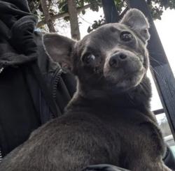 Lost Female Dog last seen Haight st, San Francisco, CA 94102