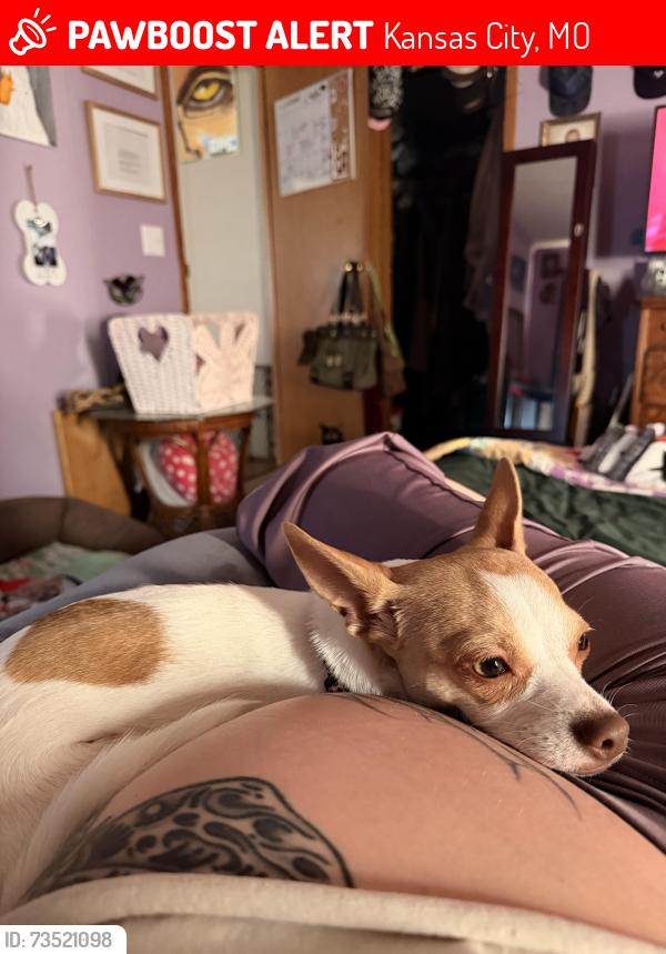 Lost Female Dog last seen Northland trailer park, Kansas City, MO 64156