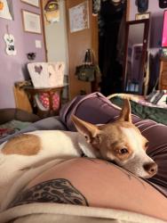 Lost Female Dog last seen Northland trailer park, Kansas City, MO 64156