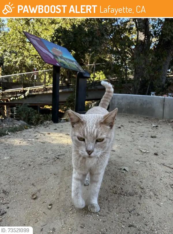 Found/Stray Male Cat last seen First street, Lafayette, CA 94549