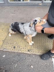 Found/Stray Male Dog last seen G St, Chula Vista, CA 91910