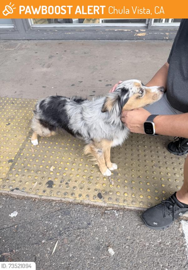 Found/Stray Male Dog last seen G St, Chula Vista, CA 91910