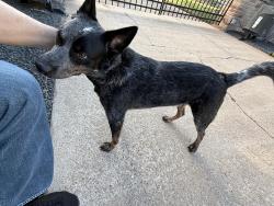 Found/Stray Male Dog last seen Gessner and Neuns, found in traffic in street, Houston, TX 77080