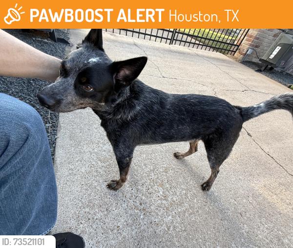 Found/Stray Male Dog last seen Gessner and Neuns, found in traffic in street, Houston, TX 77080