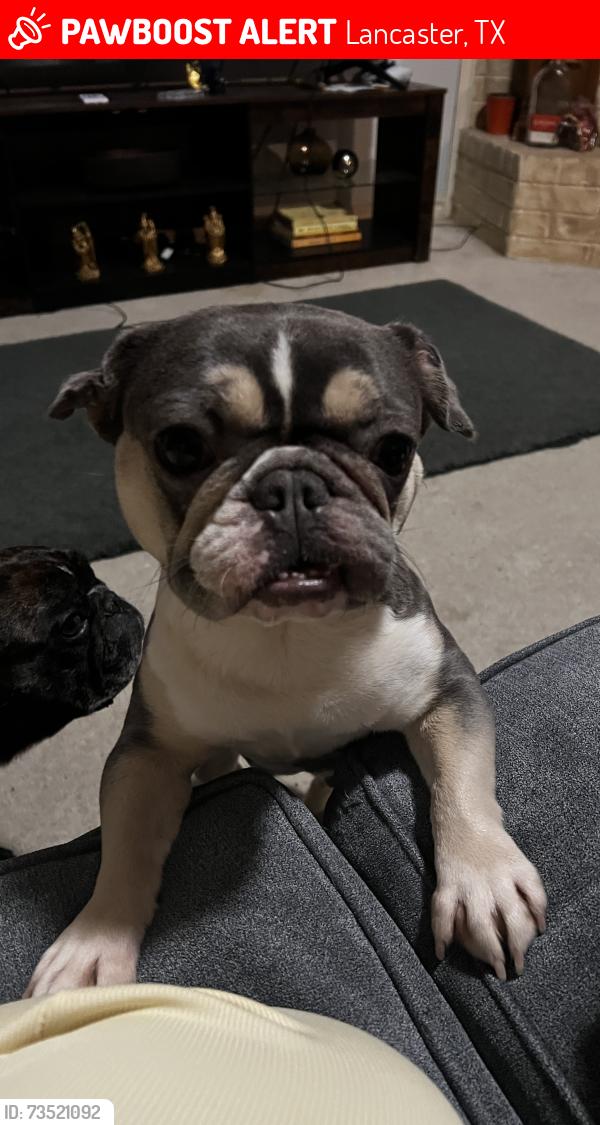 Lost Female Dog last seen Last seen near Chapman, Lancaster, TX 75134