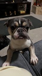 Lost Female Dog last seen Last seen near Chapman, Lancaster, TX 75134