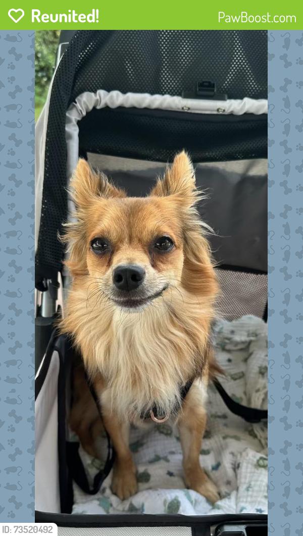 Reunited Male Dog last seen Ashton Village Drive, Montgomery County, TX 77386