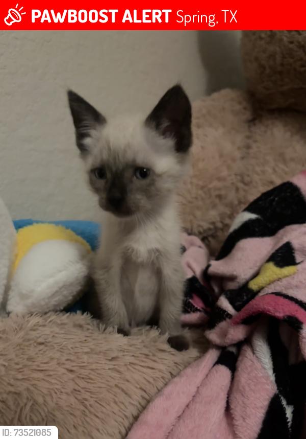 Lost Male Cat last seen Near Twister Trail Spring Tx 77373, Spring, TX 77373