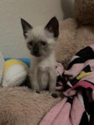 Lost Male Cat last seen Near Twister Trail Spring Tx 77373, Spring, TX 77373
